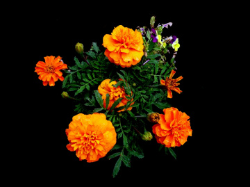 BLÜTEN