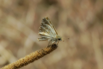 Zıpzıp