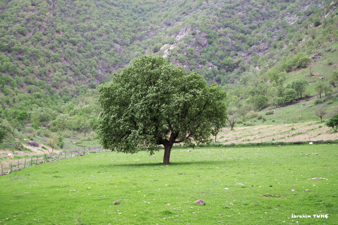 Doğa