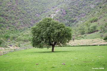 Doğa