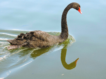 Cisne negro