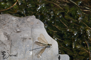 Dragon-Fly III
