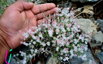 Wild Flowers