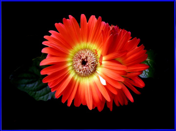 BLÜTEN