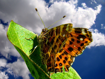 SCHMETTERLING