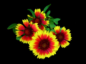 BLÜTEN