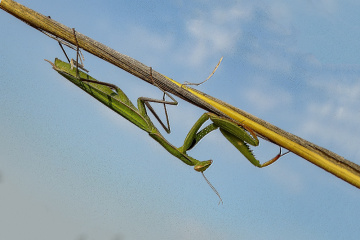 Mantis 1