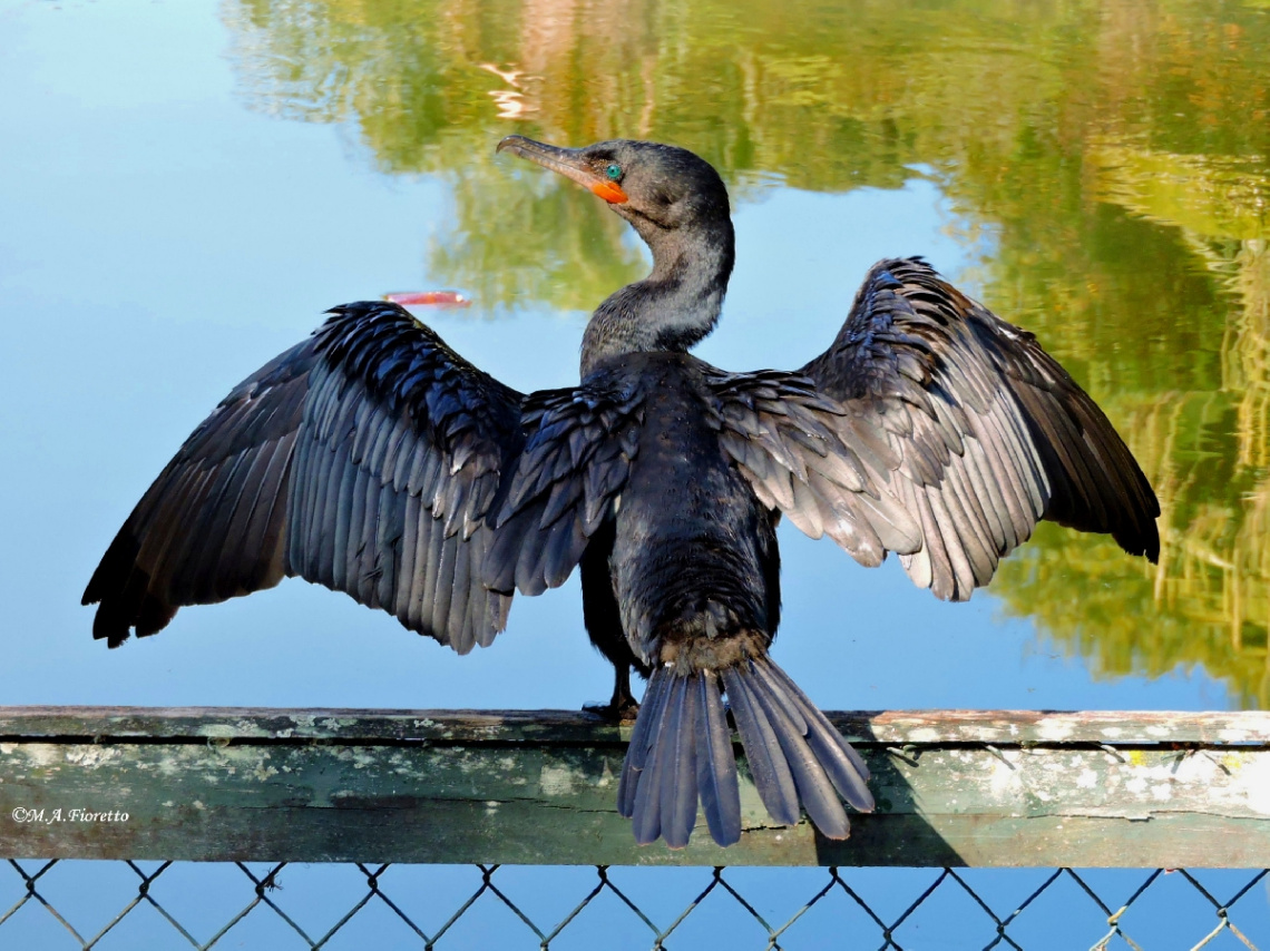 Drying the Wings
