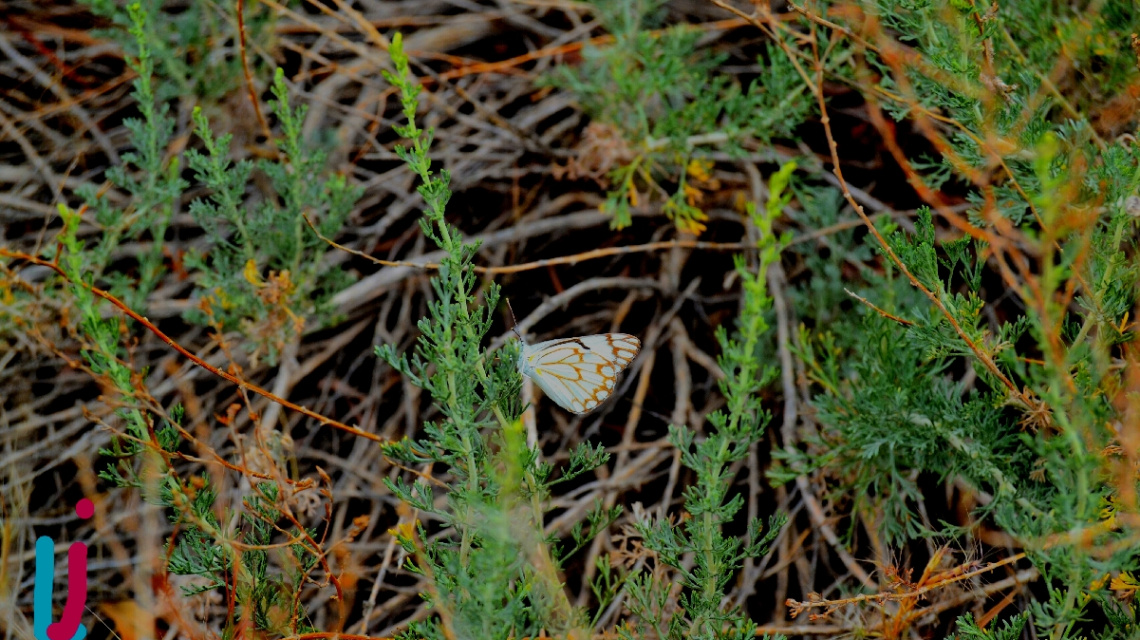 Butterfly in the Wild....
