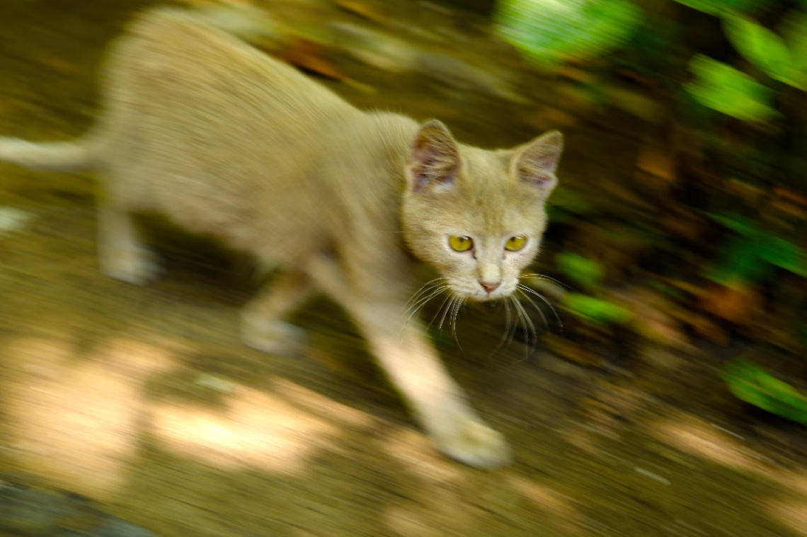 kedi