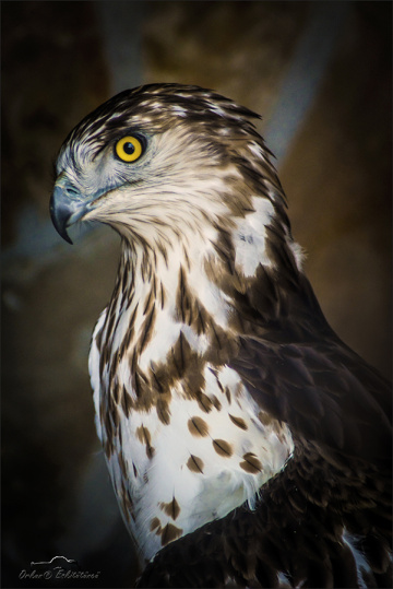Yılan Kartalı - Short toed snake eagle 
