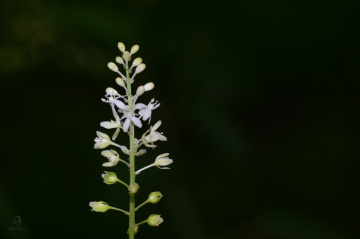 buds and flowers