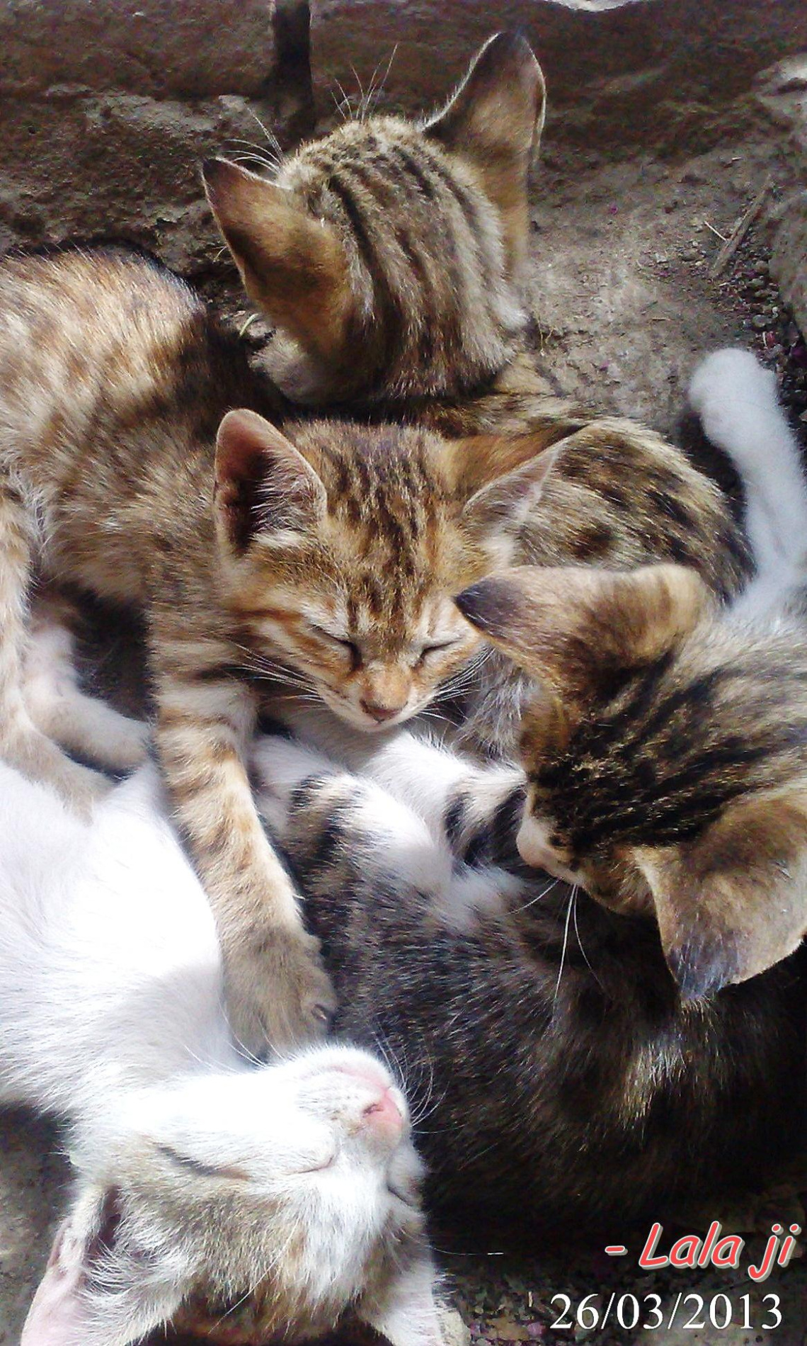 Bundled Fluffy Cuties......