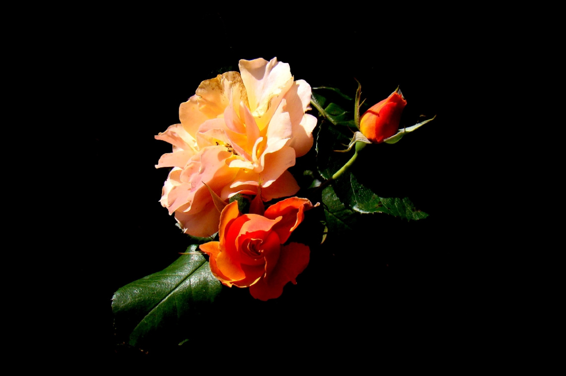 BLÜTEN