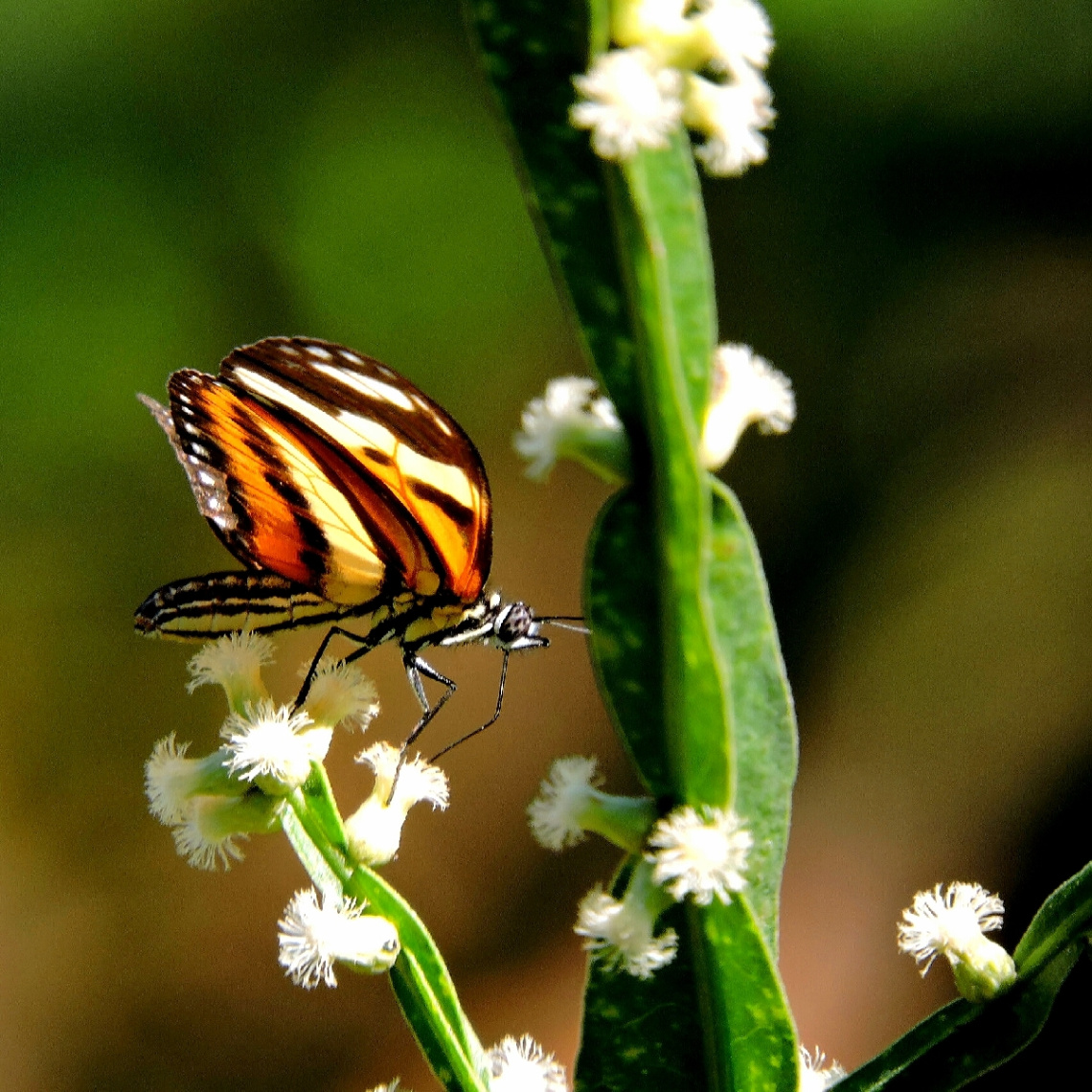 Tiger Butterfly 