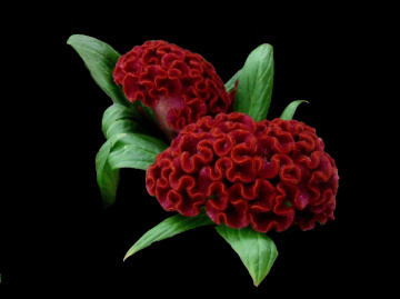 BLÜTEN