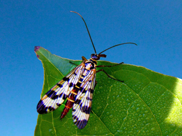 SKORPIONSFLIEGE 