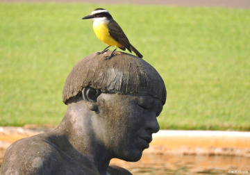 In the head of the índio...