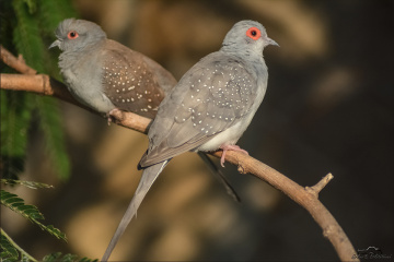 diamond doves