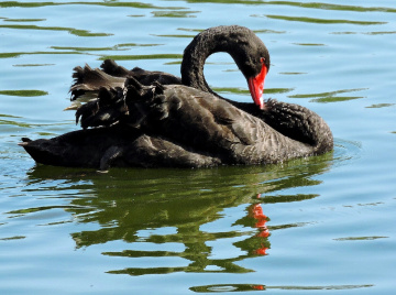 Black Swan 