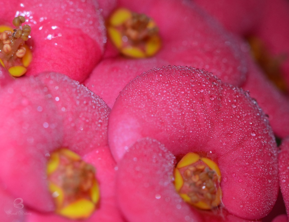 dew drops