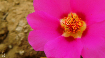 Delicate Beauty