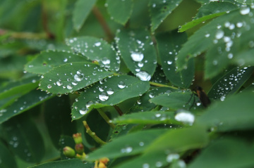 Water drops