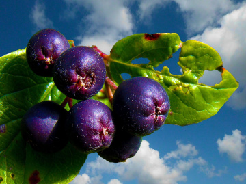 BEEREN