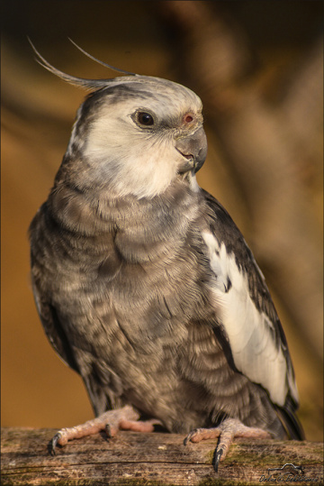 Cockatiel-Sultan papağanı