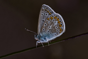 Kelebek