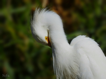 Ardea alba