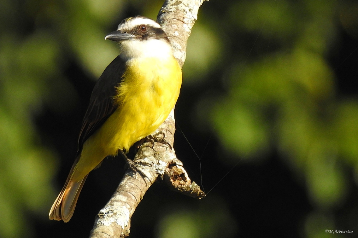 Great Kiskadee