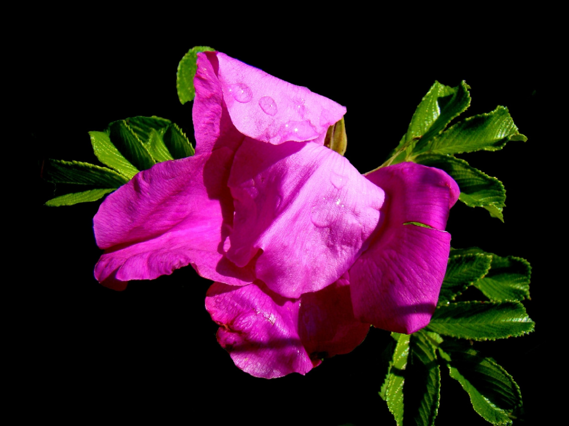 REGENTROPFEN