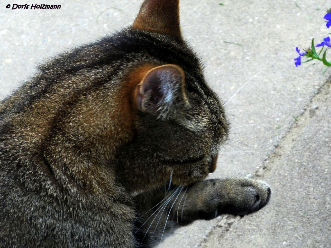 Cat's lick ;)