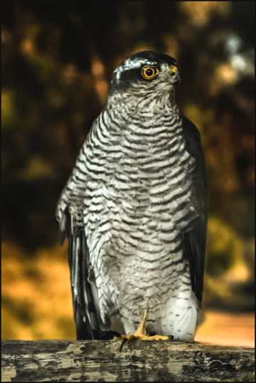  Sparrowhawk - Bayağı atmaca