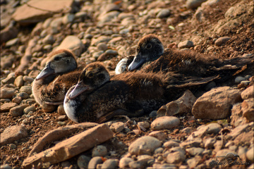 baby gooses
