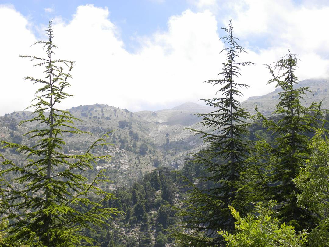 Green Lebanon