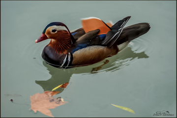  Mandarin ördeği - Mandarin Duck