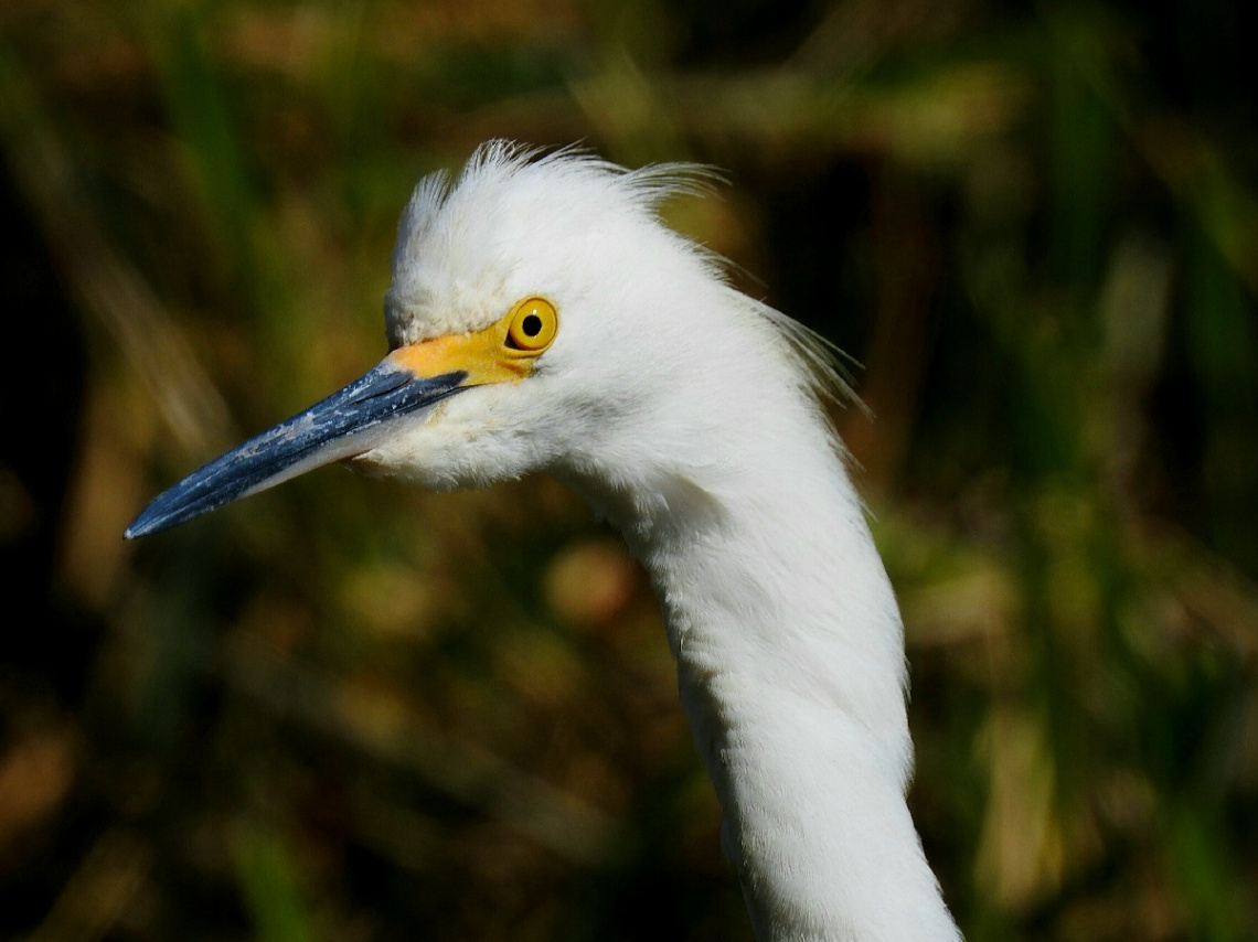 Unkempt