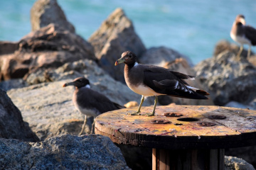 A Watchful Gull