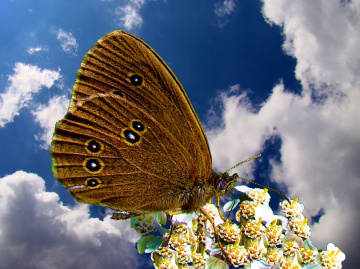 SCHMETTERLING