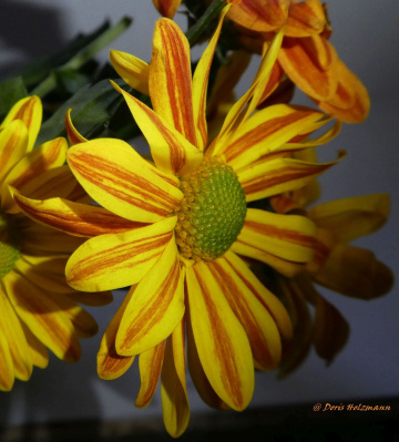 Blüten