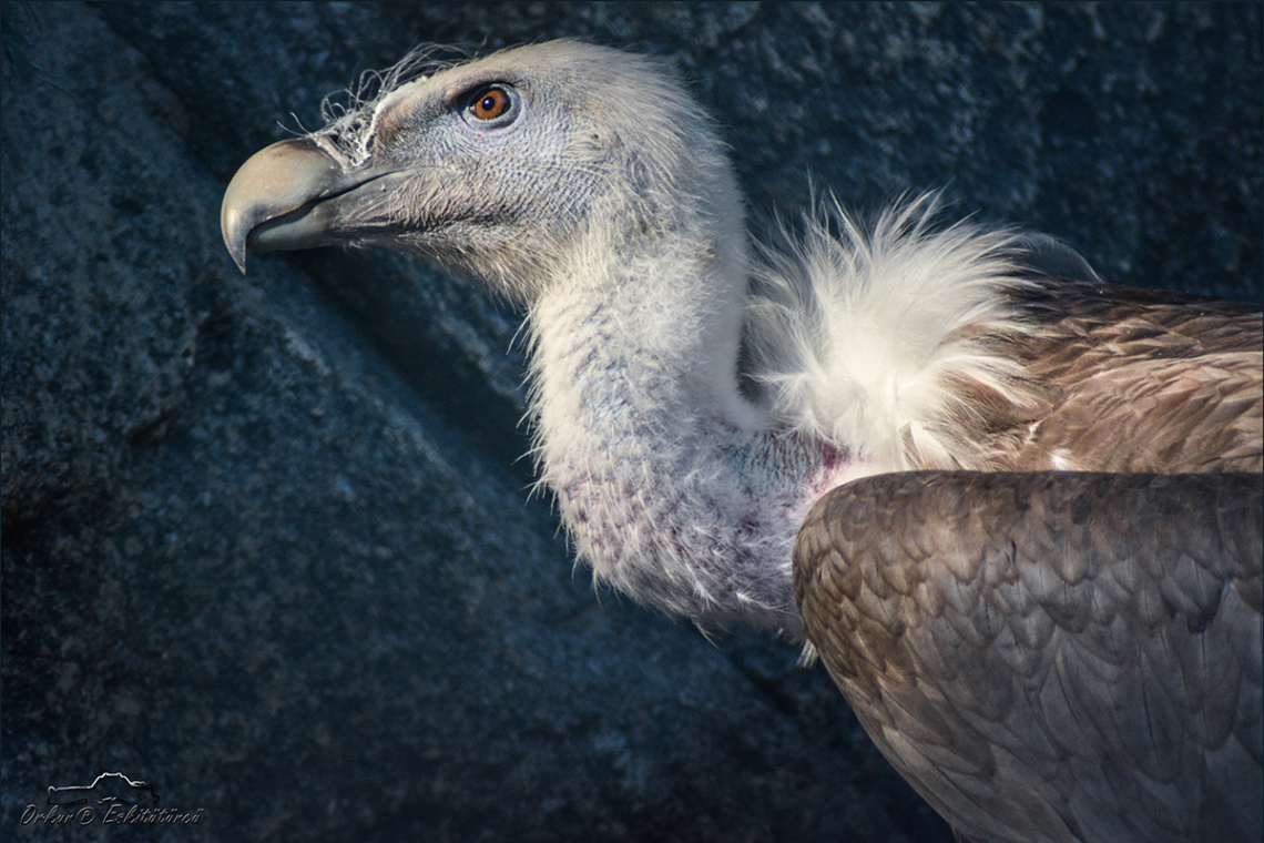 akbaba - Vulture    