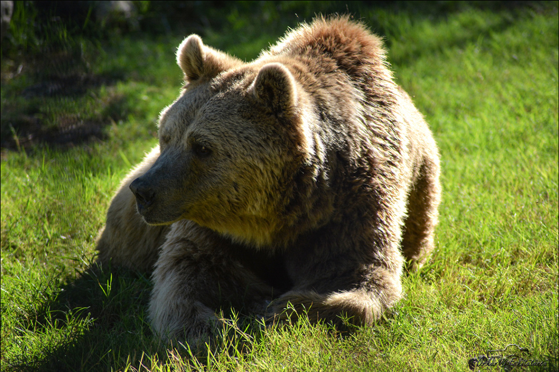 Bozayı - Grizzly bear