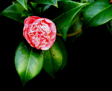 Camelia
