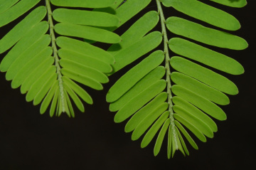 leaves