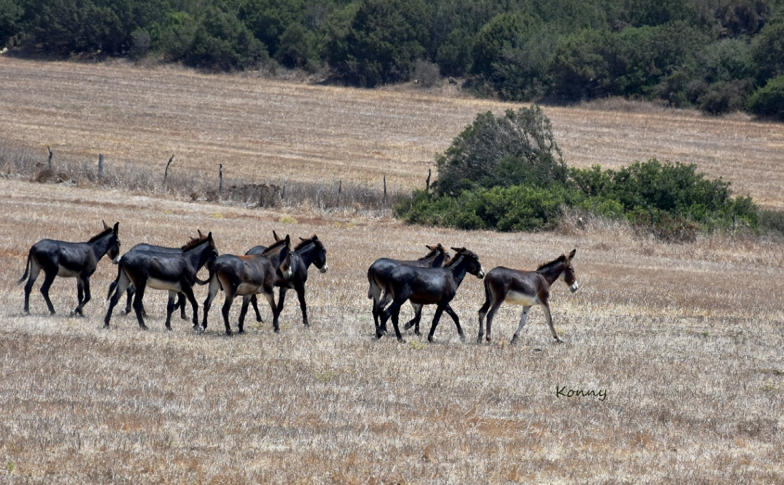 Wild donkeys in Cyprus .. 