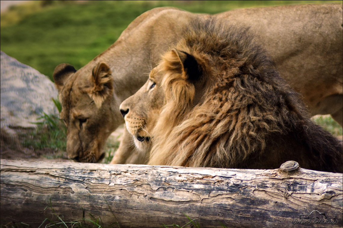 King and queen