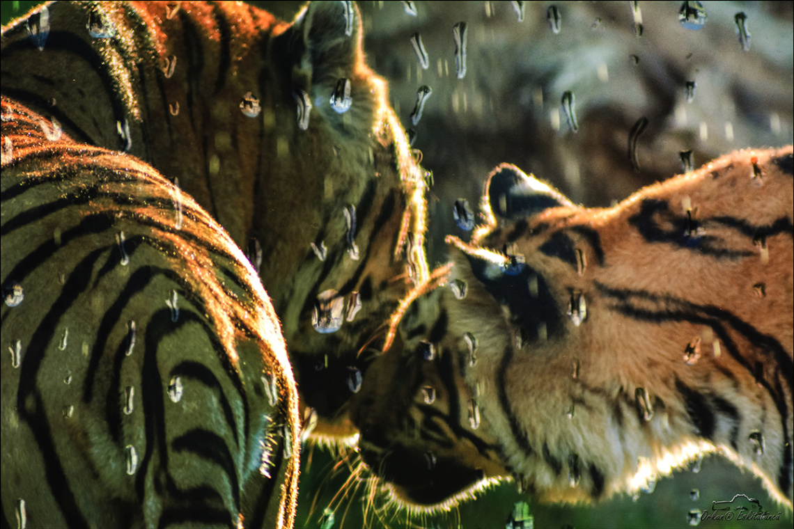 love in the rain ❤ One Kiss