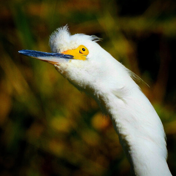 Great Egret 